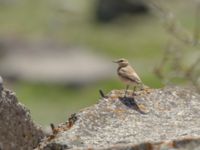 Oenanthe isabellina female Devdoraki Valley, Stepantsminda, Mtskheta-Mtianeti, Georgia 20180425_1941