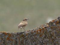 Oenanthe isabellina female Devdoraki Valley, Stepantsminda, Mtskheta-Mtianeti, Georgia 20180425_1947