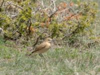 Oenanthe isabellina female Devdoraki Valley, Stepantsminda, Mtskheta-Mtianeti, Georgia 20180425_1958