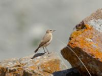 Oenanthe isabellina female Devdoraki Valley, Stepantsminda, Mtskheta-Mtianeti, Georgia 20180425_1967