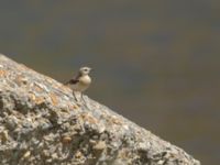 Oenanthe isabellina female Devdoraki Valley, Stepantsminda, Mtskheta-Mtianeti, Georgia 20180425_1973