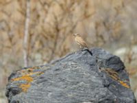 Oenanthe isabellina female Devdoraki Valley, Stepantsminda, Mtskheta-Mtianeti, Georgia 20180425_1974