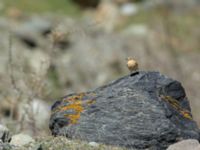 Oenanthe isabellina female Devdoraki Valley, Stepantsminda, Mtskheta-Mtianeti, Georgia 20180425_1977