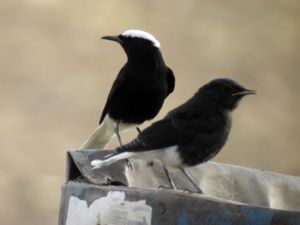 Oenanthe leucopyga - White-crowned Wheatear - Vitkronad stenskvätta