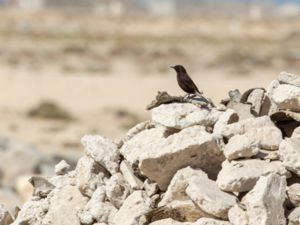 Oenanthe leucura - Black Wheatear - Svart stenskvätta