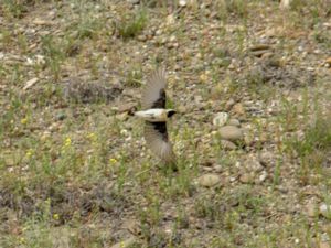 Oenanthe melanoleuca - Eastern Black-eared Whetear - Östlig medelhavsstenskvätta