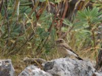 Oenanthe melanoleuca 1cy Akseki, Turkey 20120707B 258