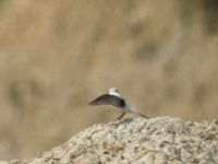 Oenanthe melanoleuca Dalis Reservoir, Kakheti, Georgia 20180427_1126