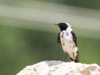 Oenanthe melanoleuca ad male Akseki, Turkey 20120707 229