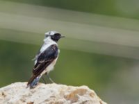 Oenanthe melanoleuca ad male Akseki, Turkey 20120707 245