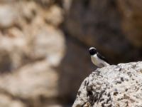 Oenanthe melanoleuca ad male Nemrut Dagi, Turkey 20120630 023