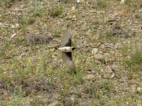 Oenanthe melanoleuca ad male Valley 4.4 km NW Dalis Reservoir Tower, Chachuna, Kakheti, Georgia 20180427_1243