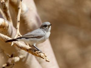 Oenanthe melanura - Blackstart - Svartstjärt