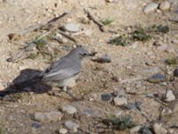 Oenanthe melanura Ben Gurion memorial, Israel 2013-03-27 430