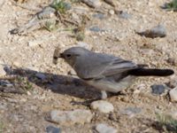 Oenanthe melanura Ben Gurion memorial, Israel 2013-03-27 432