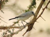 Oenanthe melanura oasis 5,5 km E Feiran, Egypt 20090406 725