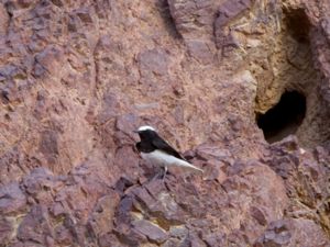 Oenanthe monacha - Hooded Wheatear - Munkstenskvätta