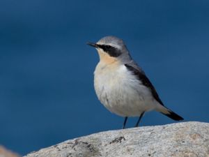 Oenanthe oenanthe - Northern Wheatear - Stenskvätta