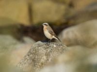 Oenanthe oenanthe Ribersborg, Malmö, Skåne, Sweden 20170823_0030