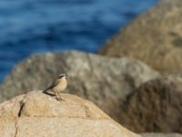 Oenanthe oenanthe Ribersborg, Malmö, Skåne, Sweden 20170823_0033