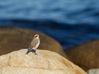 Oenanthe oenanthe Ribersborg, Malmö, Skåne, Sweden 20170823_0036