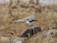 Oenanthe oenanthe ad male 3.2 km NNE Gudauri Monument, Stepantsminda, Mtskheta-Mtianeti, Georgia 20180424_2475