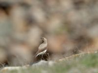 Oenanthe oenanthe female Devdoraki Valley, Stepantsminda, Mtskheta-Mtianeti, Georgia 20180425_1970