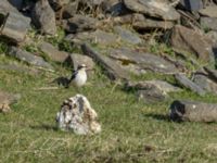 Oenanthe oenanthe male Kuro N, Stepantsminda, Mtskheta-Mtianeti, Georgia 20180424_2649