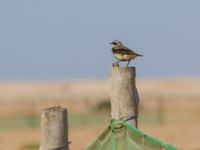 Oenanthe oenanthe male Pumping House, Dakhla, Western Sahara, Morocco 20180221_0199