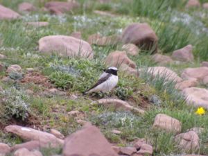 Oenanthe seebohmii - Seebohm's Wheatear - Atlasstenskvätta