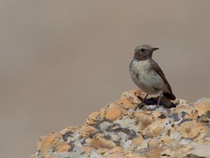 Oenanthe xanthoprymna - Kurdish Wheatear - Kurdstenskvätta