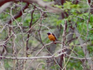 Phoenicurus aureus - Daurian Redstart - Svartryggig rödstjärt