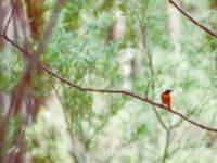 Phoenicurus auroreus ad male Badaling, Beijing, China 19980520 (18)