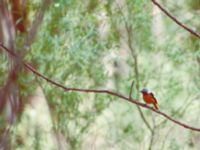 Phoenicurus auroreus ad male Badaling, Beijing, China 19980520 (19)