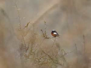 Phoenicurus erythrogaster - Güldenstädt's Redstart - Bergrödstjärt