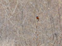 Phoenicurus erythrogastrus erythrogastrus ad male Kuro S, Stepantsminda, Mtskheta-Mtianeti, Georgia 20180423_2858