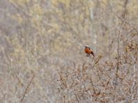 Phoenicurus erythrogastrus erythrogastrus ad male Kuro S, Stepantsminda, Mtskheta-Mtianeti, Georgia 20180423_2866