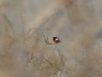 Phoenicurus erythrogastrus erythrogastrus ad male Kuro S, Stepantsminda, Mtskheta-Mtianeti, Georgia 20180423_2910