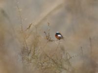 Phoenicurus erythrogastrus erythrogastrus ad male Kuro S, Stepantsminda, Mtskheta-Mtianeti, Georgia 20180423_2915