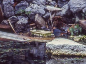 Phoenicurus fuliginosus - Plumbeous Redstart - Forsrödstjärt