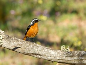 Phoenicurus moussieri - Moussier's Redstart - Diademrödstjärt