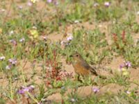 Phoenicurus moussieri female Oued Massa, Morocco 20180224_0156