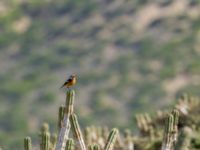 Phoenicurus moussieri male Cap Rihr, Morocco 20180225_0006