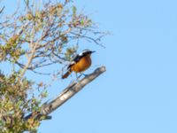 Phoenicurus moussieri male Oued Massa, Morocco 20180224_0128