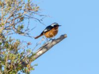 Phoenicurus moussieri male Oued Massa, Morocco 20180224_0133