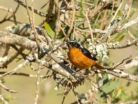 Phoenicurus moussieri male Oued Massa, Morocco 20180224_0137