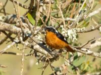 Phoenicurus moussieri male Oued Massa, Morocco 20180224_0140