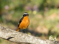 Phoenicurus moussieri male Oued Massa, Morocco 20180224_0150