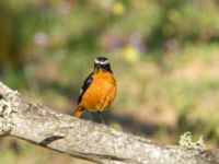 Phoenicurus moussieri male Oued Massa, Morocco 20180224_0151