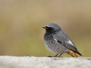 Phoenicurus ochruros - Black Redstart - Svart rödstjärt